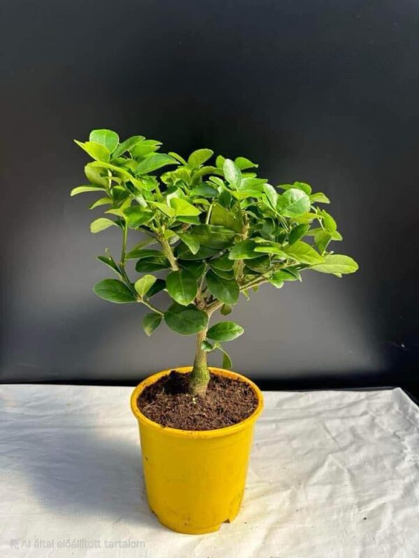 Lime fa - közepes
