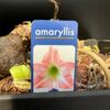 Barack Amaryllis hagyma
