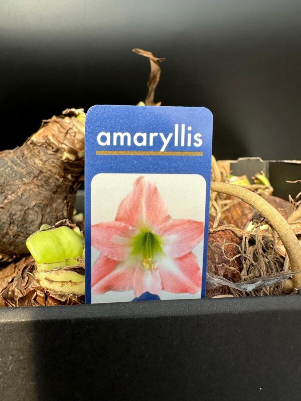 Barack Amaryllis hagyma