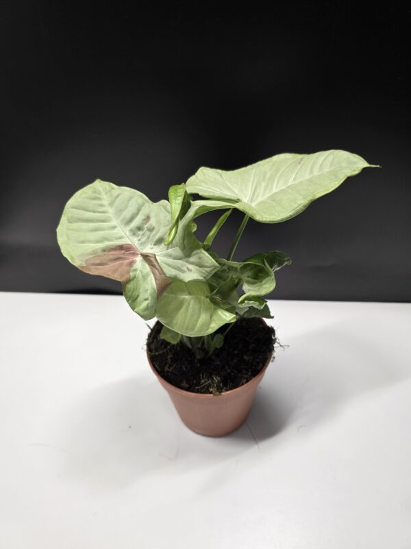 Syngonium Milk Confetti ↑25cm ⊘12cm