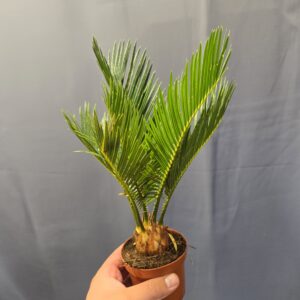 Cycas Revoluta  ↑40cm ⊘9cm