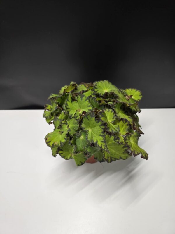 Begónia Boverae
