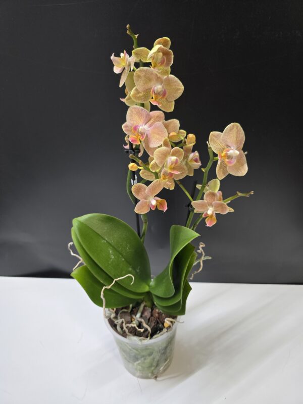 Phalaenopsis multiflora