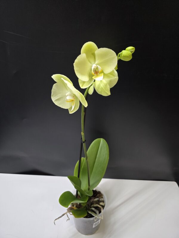 Phalaenopsis multiflora