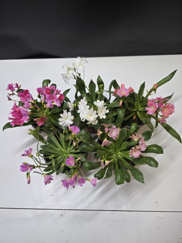 Lewisia csomag