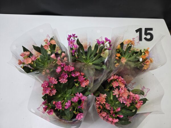 Lewisia csomag