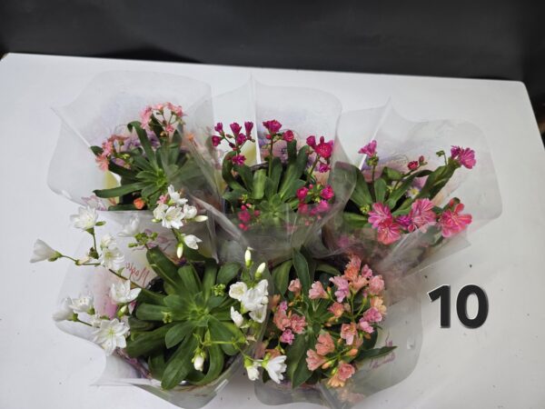 Lewisia csomag