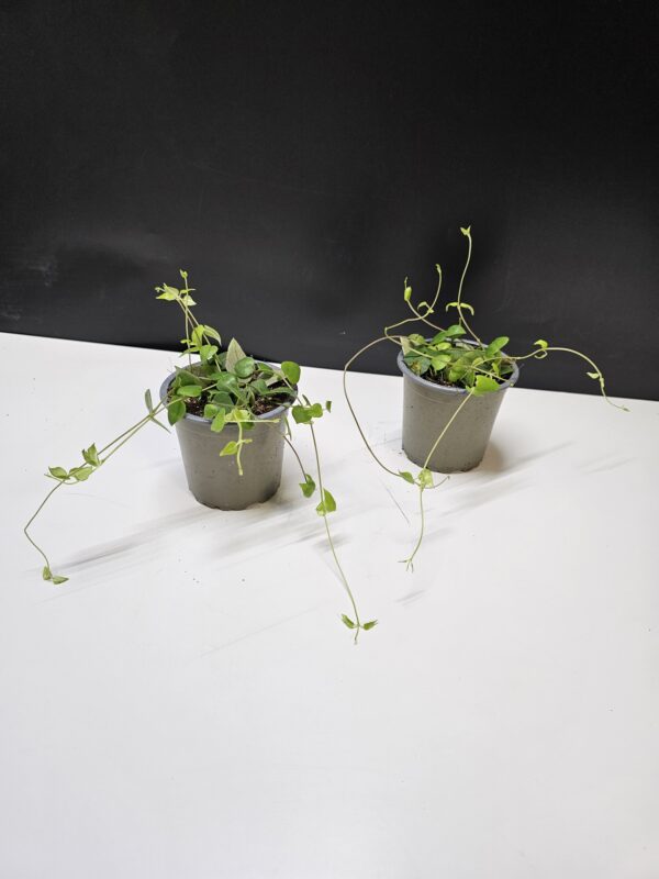 Ceropegia woodii 'Green Love'