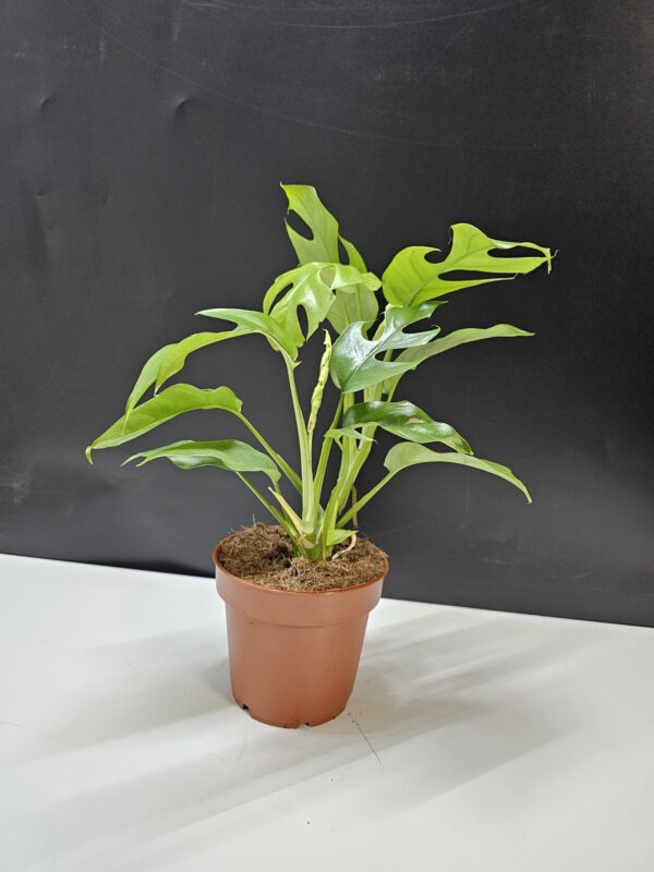 Monstera minima – Rhaphidophora tetrasperma ↑ 30cm  ⊘ 12cm