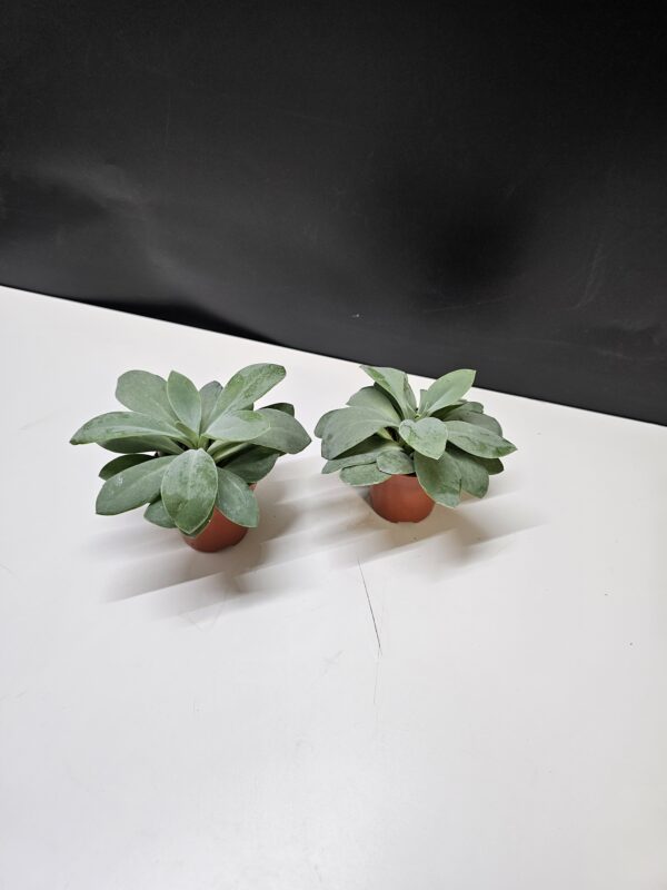 Senecio Fulgens