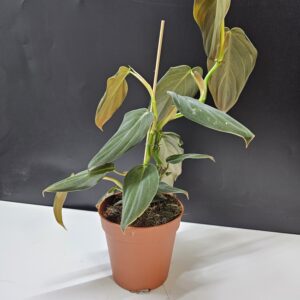Philodendron Gigas