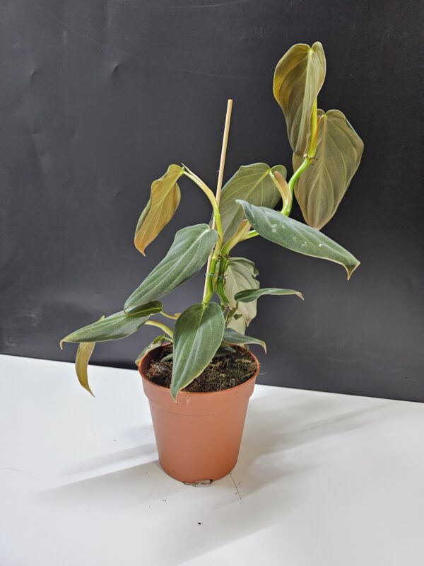 Philodendron Gigas