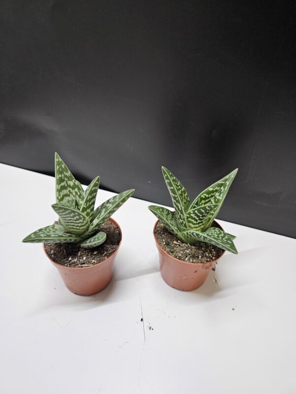 Tigris aloe - Aloe variegata
