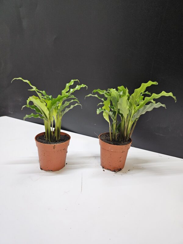 Calathea Rufibarba - mini