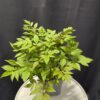 Astilibe - Kerti tollbuga - Image 2