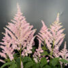Astilibe - Kerti tollbuga