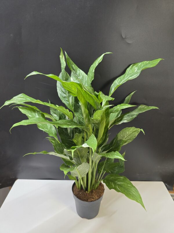 Spathiphyllum Diamond Variegata - Vitorlavirág