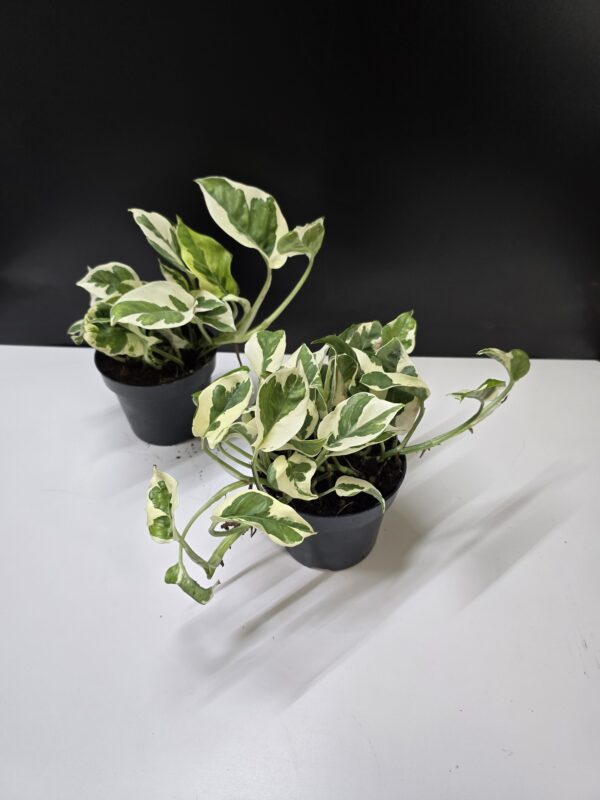 'Njoy' szobafutóka - Epipremnum aureum 'Njoy'