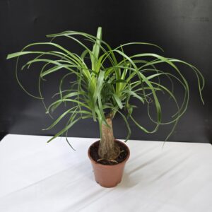 Elefántláb - Nolina Recurvata ↑50cm  ⊘12cm