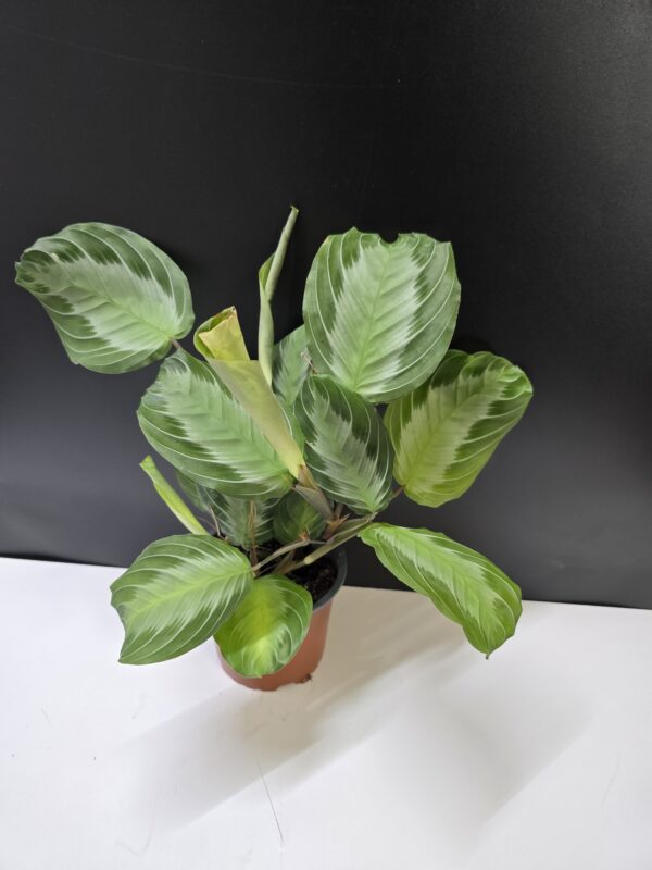 Maranta "Silver band"