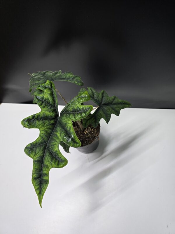 Alocasia Jacklyn