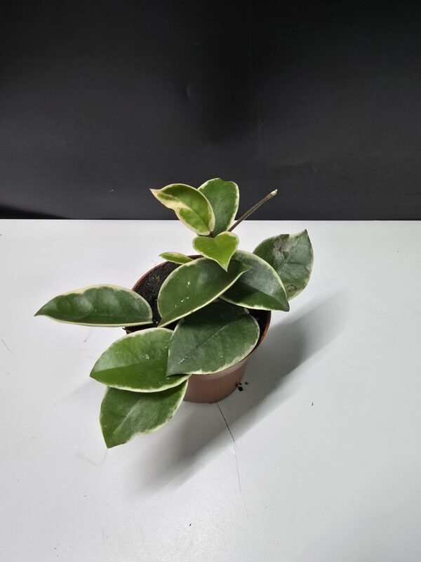 Hoya Carnosa Krimson Queen ↑ 20cm  ⊘ 9cm