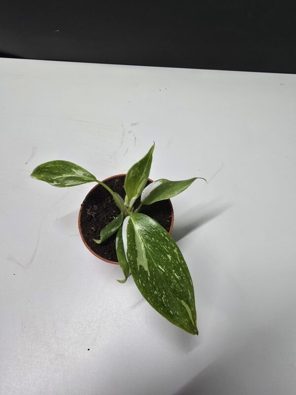 Philodendron White Princess - mini