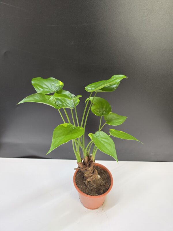 Törzses Alocasia Cucullata ↑ 45cm  ⊘ 12cm