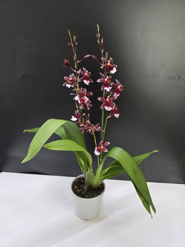 Cambria 'Barocco Red' ↑ 50cm  ⊘ 12cm - Image 2