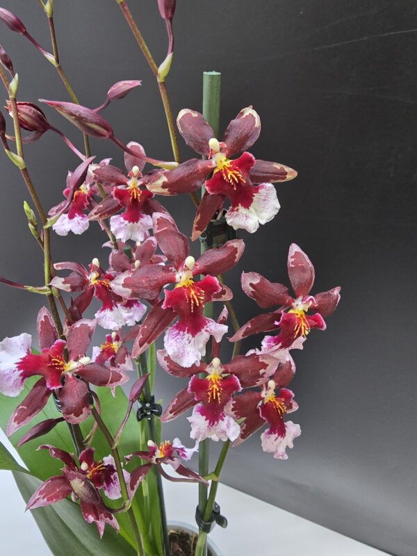 Cambria 'Barocco Red' ↑ 50cm  ⊘ 12cm