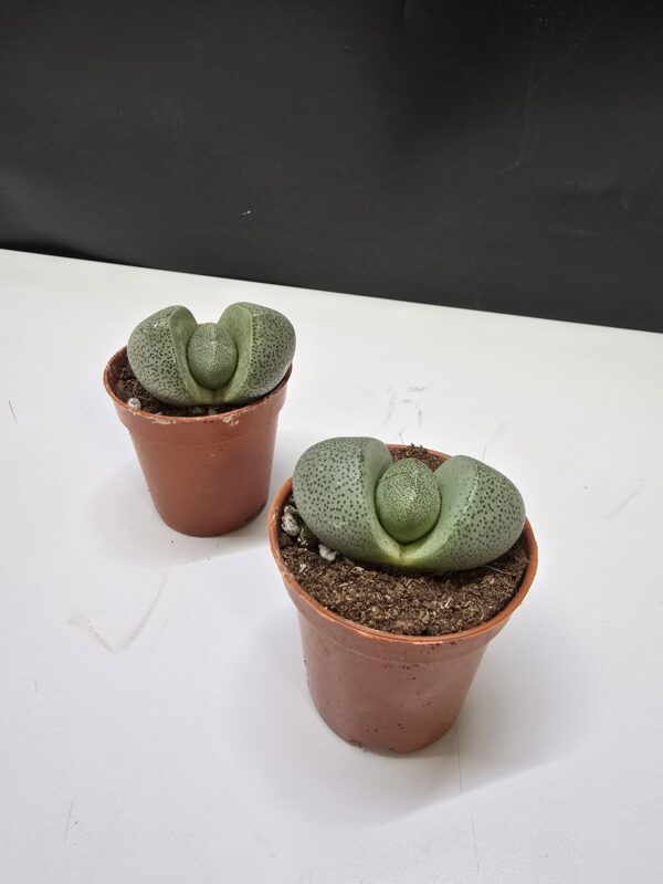 Kavicsvirág - Lithops ↑ 5cm  ⊘ 5cm