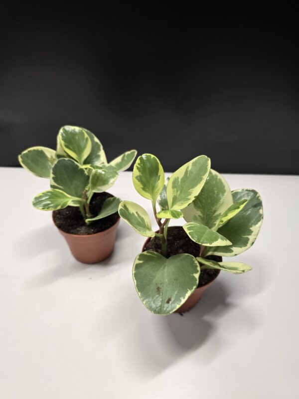 Peperomia Obtusifolia Variegatum ↑15cm ⊘9cm