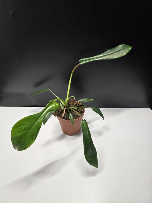Philodendron Joepii ↑20cm ⊘12cm