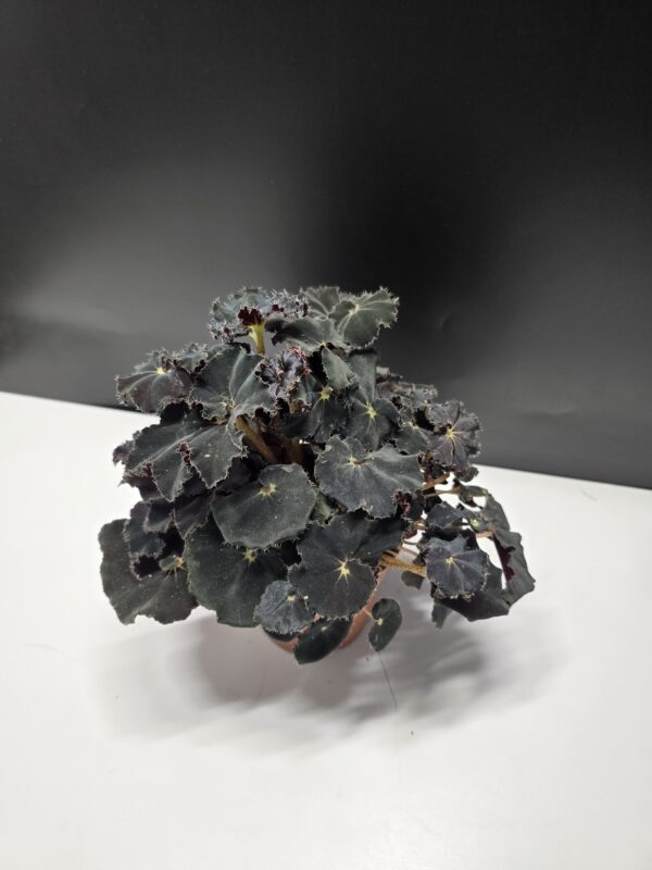 Begonia Rex 'Black Mambo' ↑25cm ⊘12cm