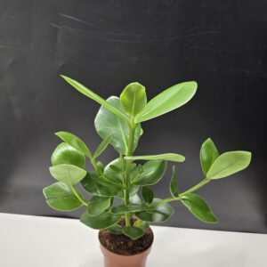 Clusia Rosea - Fafojtó ördögfüge ↑40cm ⊘12cm