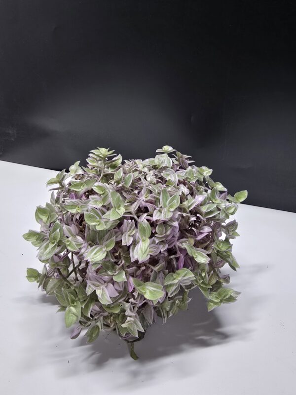 Callisia Rosato - Kúszó törpepletyka ↑15cm ⊘12cm
