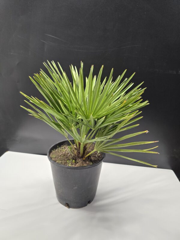Chamaerops Humilis - Törpe Lószőrpálma ↑45cm ⊘18cm