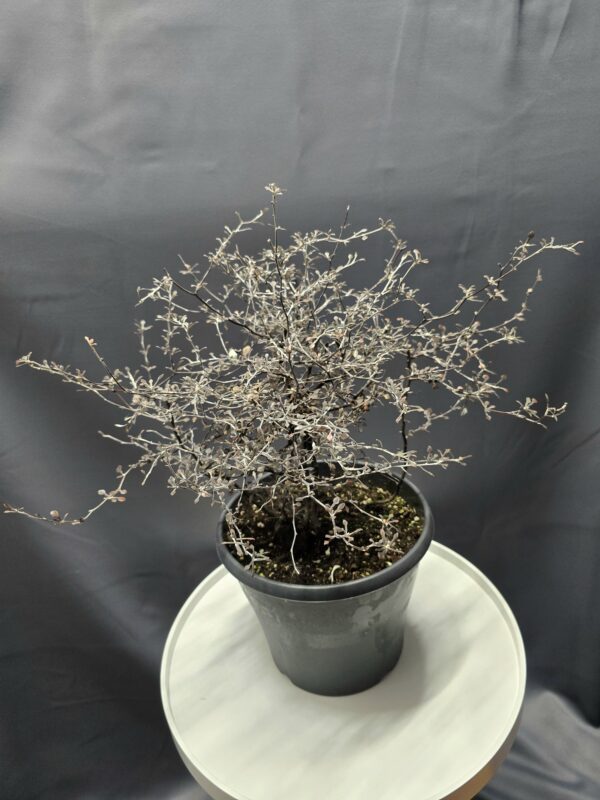 Corokia Cotoneaster ↑50cm ⊘23cm