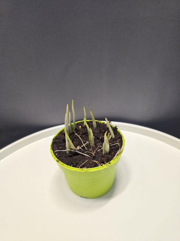 Fritillaria meleagris - Fehér kockásliliom ↑12cm ⊘9cm - Image 2