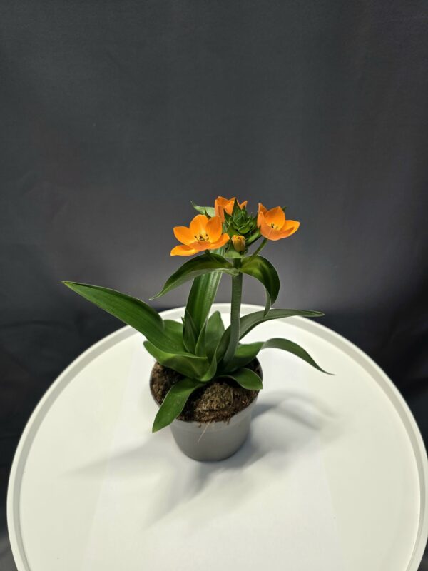 Betlehem csillaga - Ornithogalum dubium ↑30cm ⊘10cm