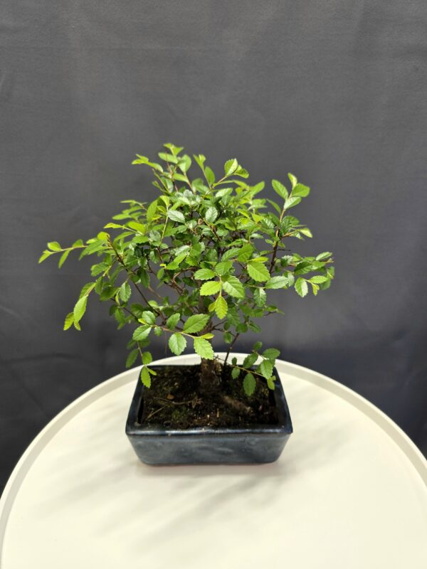 Bonsai Zelkova