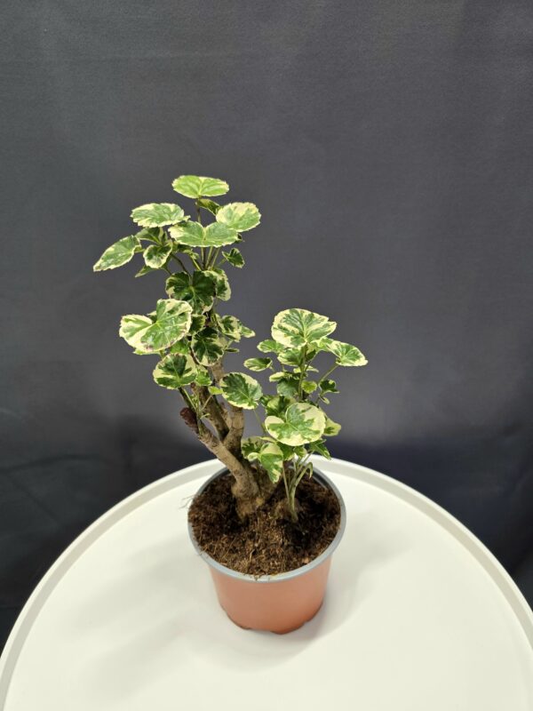 Polyscias Guilfoylei - Árnyékarália ↑40cm ⊘12cm