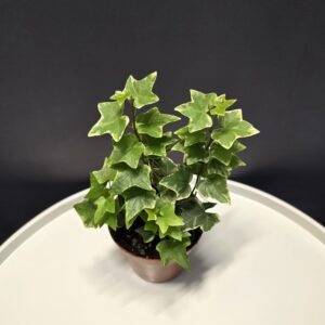Szobaborostyán - Hedera variegata ↑20cm ⊘9cm