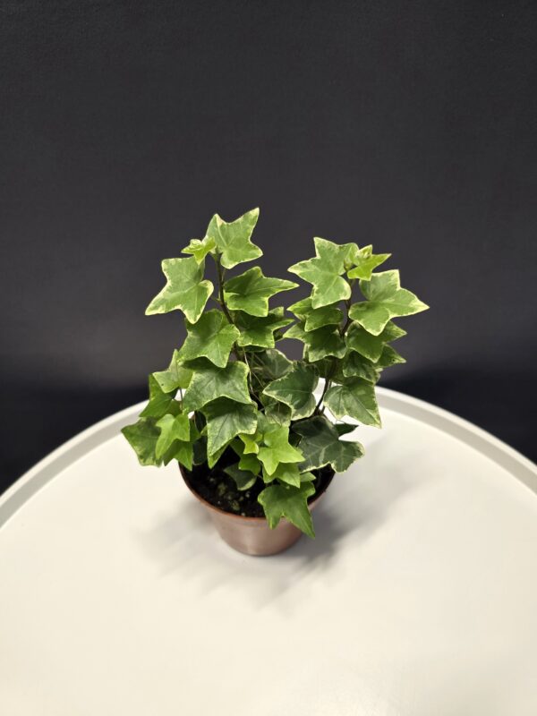 Szobaborostyán - Hedera variegata ↑20cm ⊘9cm