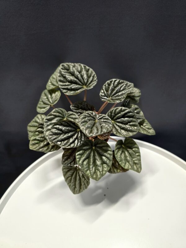 Ráncoslevelű törpebors - Peperomia caperata 'Silver Ripple ↑15cm ⊘9cm