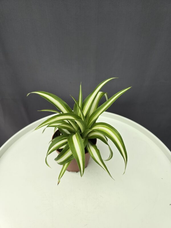 Chlorophytum Comosum - Csokrosinda  ↑15cm ⊘9cm
