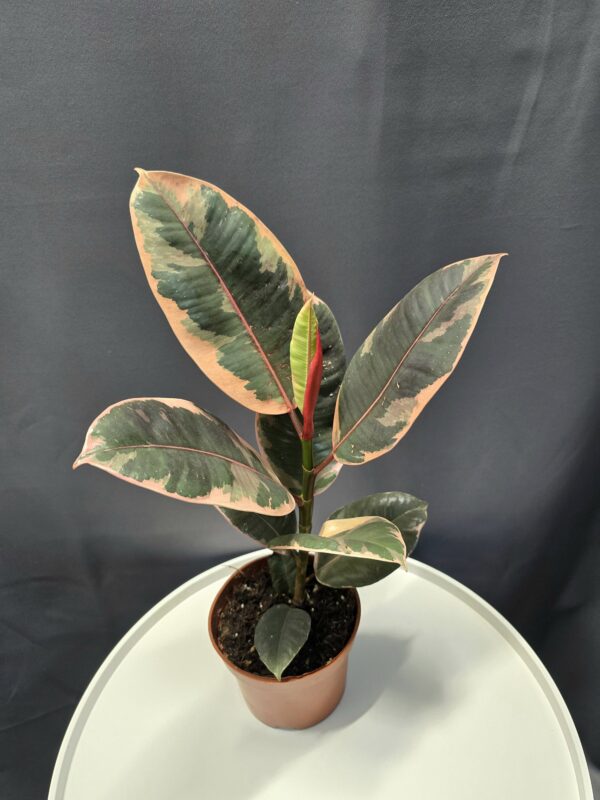 Ficus Elastica Belize  ↑35cm ⊘12cm