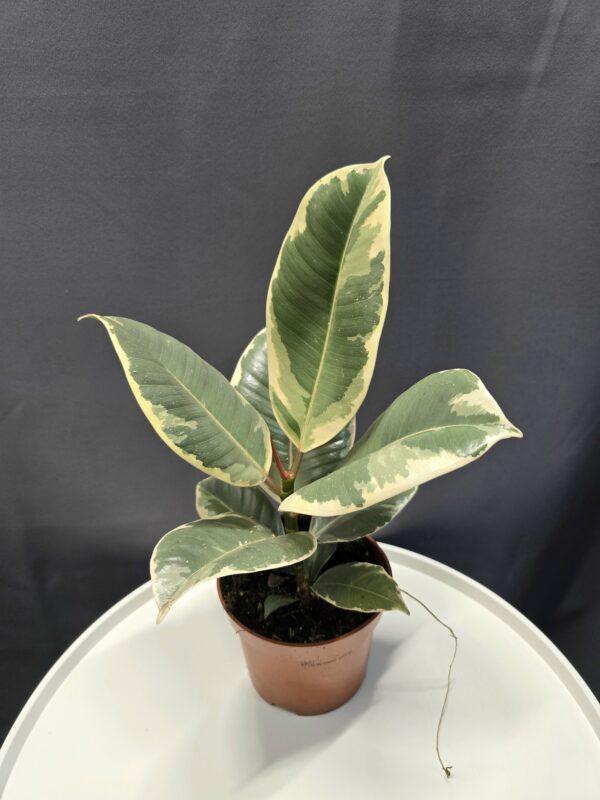Ficus Elastica Tineke - Szobafikusz ↑45cm ⊘12cm