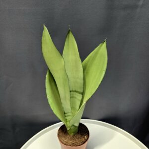 Sansaveria Moonshine ↑35cm ⊘10cm