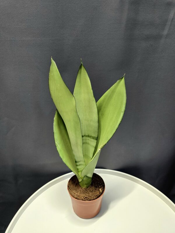 Sansaveria Moonshine ↑35cm ⊘10cm